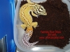 Female-Red-Stripe-11-26-04.jpg