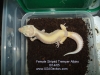 Female-Striped-Tremper-Albino-6-13-05.jpg
