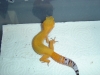 Gecko_shoot_11-06-05_027.jpg