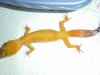 Gecko_shoot_11-06-05_040.jpg
