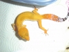 Gecko_shoot_11-06-05_041.jpg