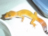 Gecko_shoot_11-06-05_042.jpg