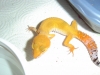 Gecko_shoot_11-06-05_043.jpg