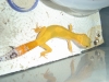 Gecko_shoot_11-06-05_045.jpg