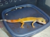 Gecko_shoot_11-06-05_046.jpg