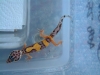 Geckos_128.jpg