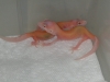 Geckos_2006_002.jpg