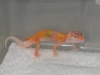 Geckos_2006_003.jpg