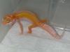 Geckos_2006_006.jpg