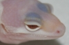 Lavender_176.jpg