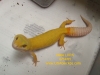 Male-LVPA-6-13-05.jpg