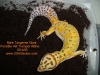 Male-SHT-Giant-66percent-Het-Tremper-6-13-05.jpg
