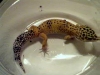 Picture003_1_.jpg
