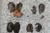 Rw_Jungle060405_1.jpg
