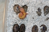 Rw_Jungle060405_2.jpg