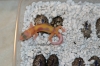 Rw_Jungle060405_3.jpg