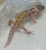 babygeck003.JPG