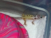 babygeck2004.JPG
