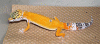 blazin-gekk.gif