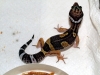 darkie.jpg