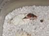 egg.jpg