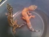 gecko.jpeg