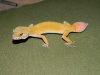 gecko_056.JPG