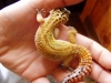 geckos3002.jpg