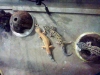 group_geckos.jpg