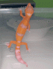 letoxsopdet.gif