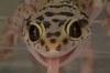 licky003.jpg