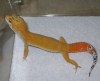 male05tang.JPG