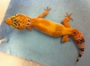 pgecko.jpg