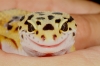 radette001.jpg