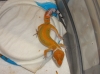 redstripemale1.jpg