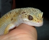 sparky001.jpg