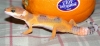 sunkist.jpg