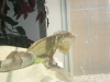 chillin4-07.jpg