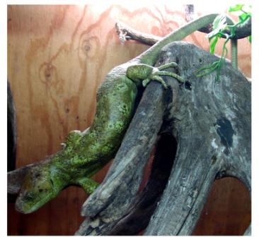 Corucia_zabrata_zebrata2