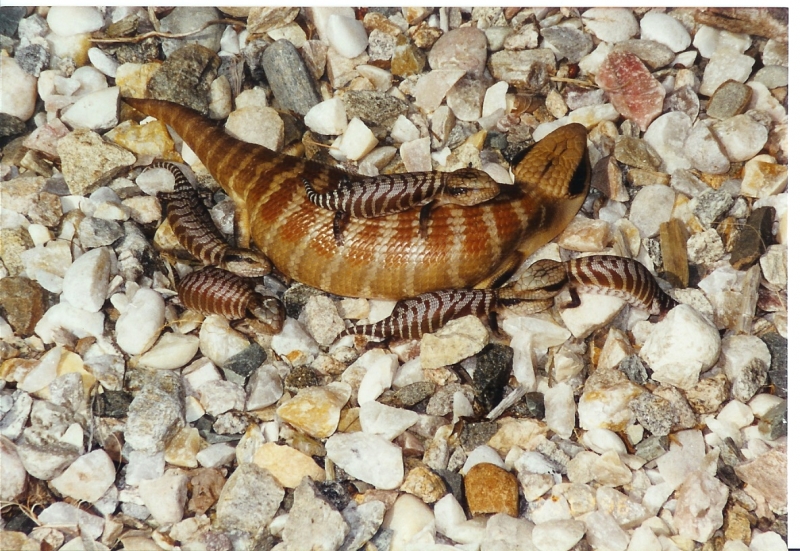 Tiliqua_multifasciata_Female_with_Babies