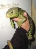 Corucia_zabrata_omaki2f.jpg