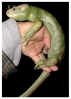 Corucia_zabrata_omaki3m.jpg