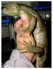 Corucia_zabrata_omaki5m.jpg