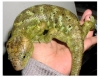 Corucia_zabrata_omaki6m.jpg