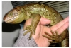 Corucia_zabrata_omaki8f.jpg