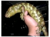 Corucia_zabrata_zeb2f.jpg