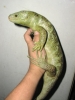 Corucia_zabrata_zeb4m.jpg