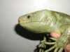 Corucia_zabrata_zeb5f.jpg