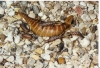 Tiliqua_multifasciata_Female_with_Babies.jpg