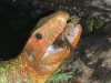 Caiman_eating_creyfish_resize_.jpg